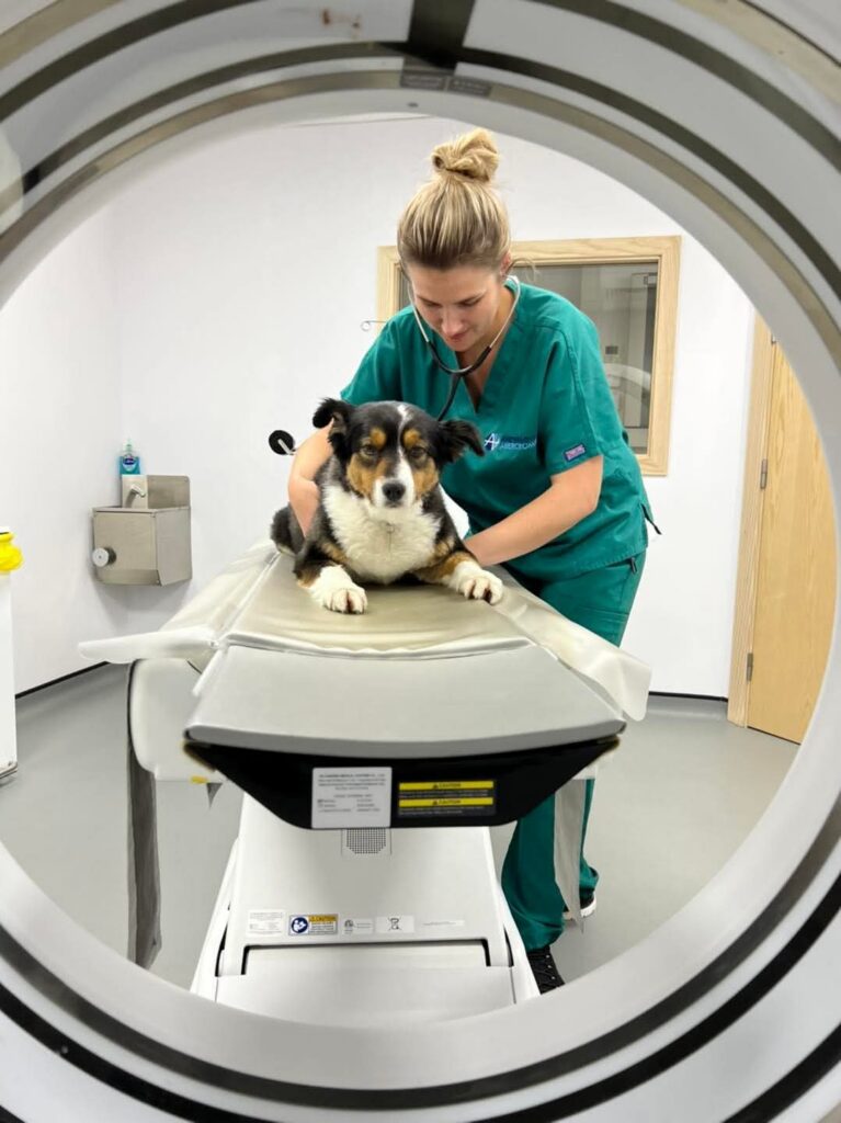 dog getting a CT scan