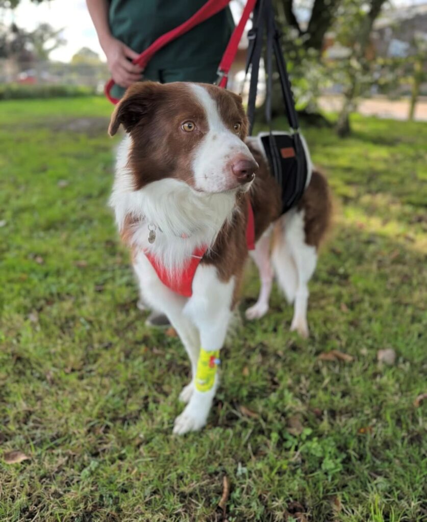 Dog after a THR surgery