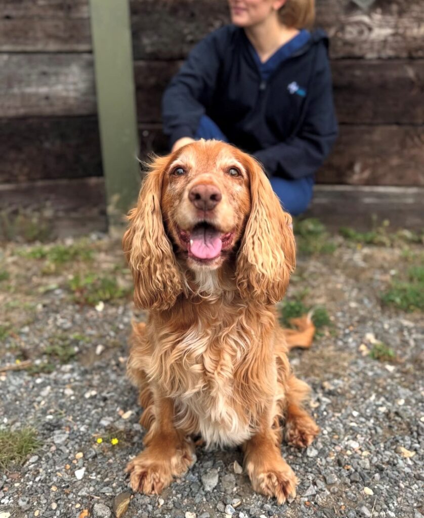 Happy dog after a TPLO