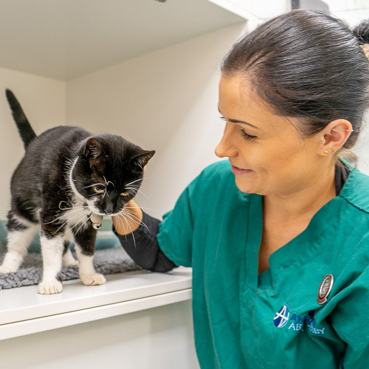 Pet Services box 3